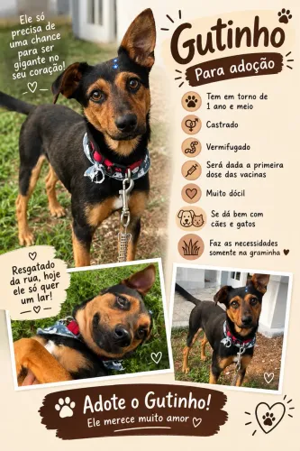Cãozinho a procura de um lar cheio de amor! ?