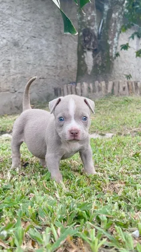 American Bully (fêmea) Lilac 