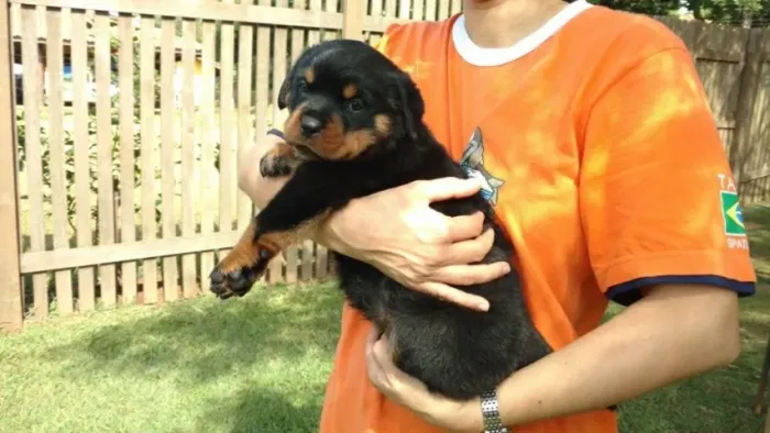 Rottweiler de Excelente Linhagem com Garantia Veterinária