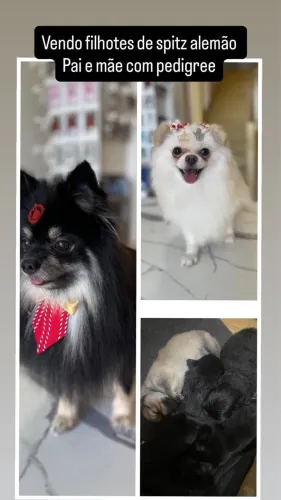 Cachorro Lulu da pomerânia são 2 filhotes machos aceito troca também