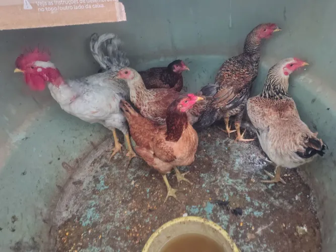 Galos e galinhas
