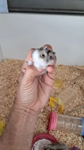 Hamster Anão Russo Super Dócil