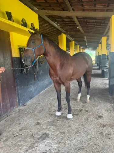 Cavalo de direita 