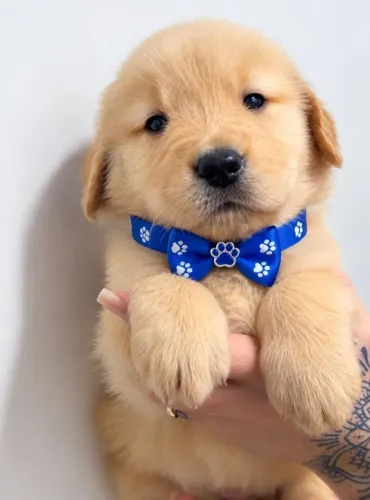 Golden Retriever puros filhotes exuberante