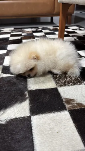 Spitz alemão anao ursinho