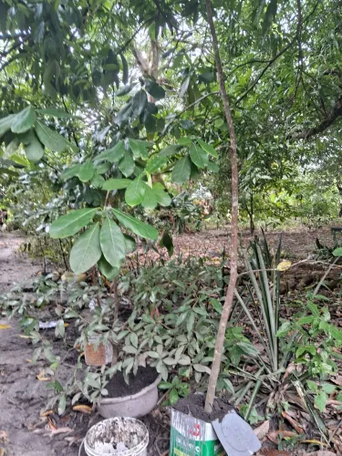 Frutíferas acima de 2 metros de altura 