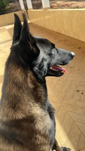 Pastor belga de malinois 