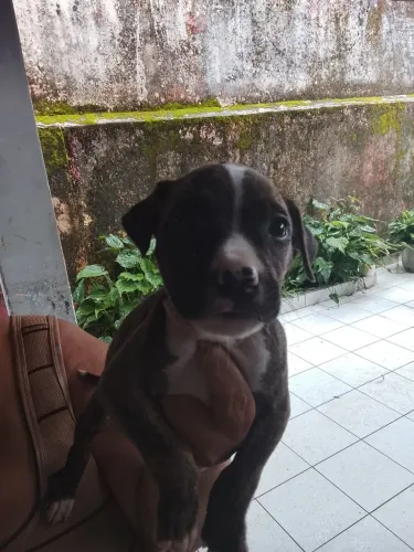 Pitbulls filhotes