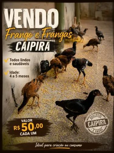 Vendo frangos e frangas capira