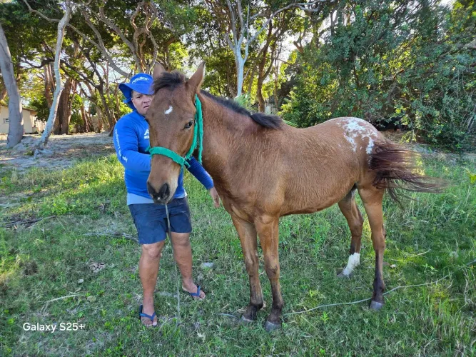 Cavalo quarto de milha