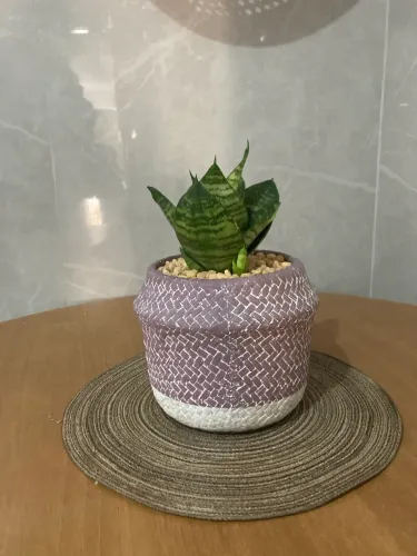 Vaso com Mini babosa 