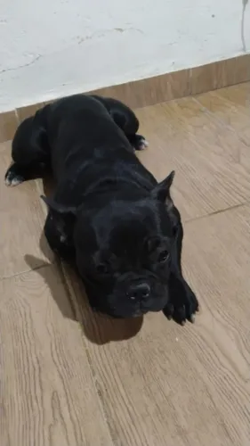 Bulldog francês