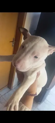 Vendo Bull terrier