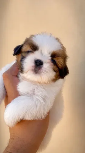 Shih tzu disponíveis