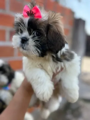Lhasa Apso,Lhasa Apso Filhote Linda Linhagem Disponível