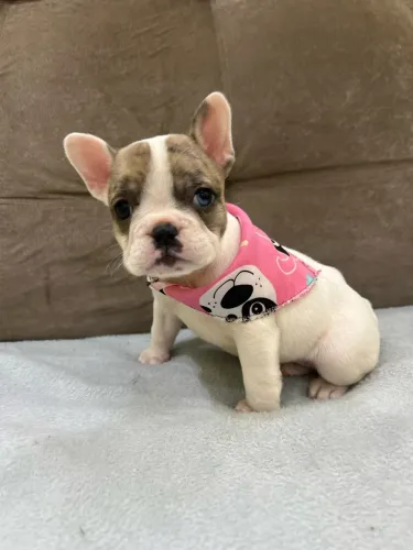 Bulldog francês fêmea