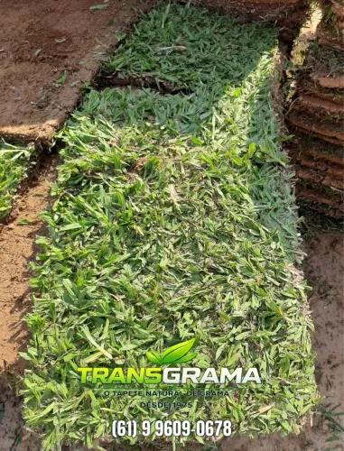 Grama Batatais, São Carlos.