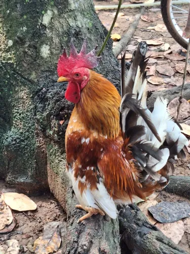 Galo garninzé modelados 