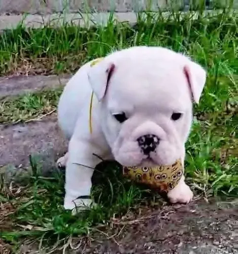 Bulldoguitos mais fofos e lindos q vc já viu.o9p