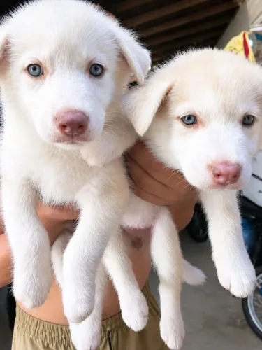 Filhotes de husky siberiano