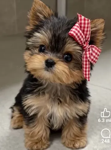 Yorkshire Micrissimos bebês esperando por vc