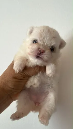 Lulu da Pomerânia 