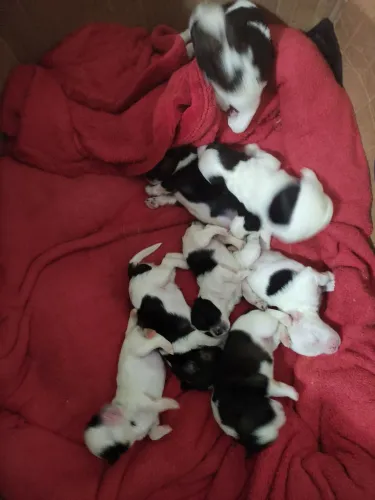 Filhotes de Shitzu a venda aceito cartão ?