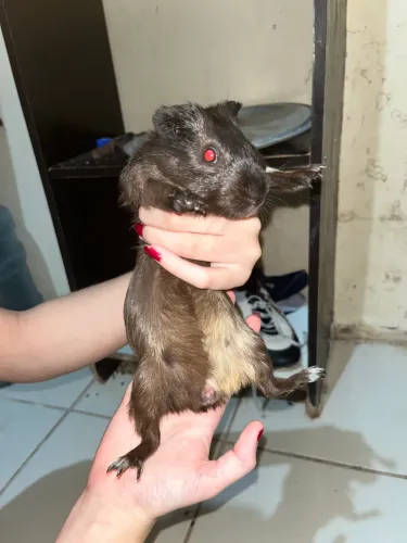Porquinha Da Índia