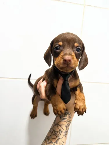 Filhotes Adoráveis para Sua Família dachshund teckel chocolate macho