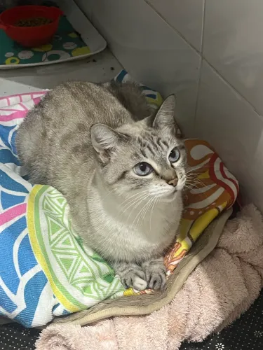 Doação de gata adulta linda