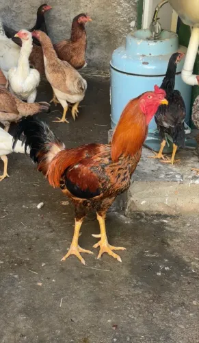 Galo e galinhas