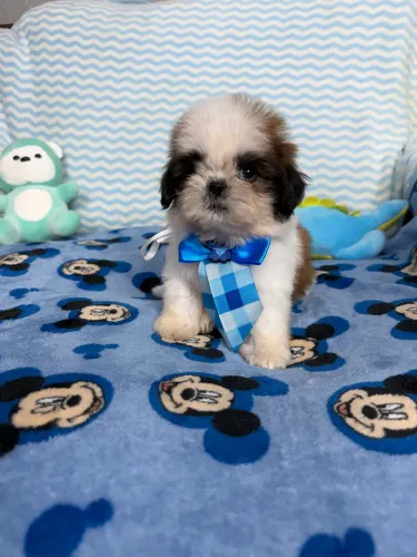 Shih tzu parcelado em até 12x