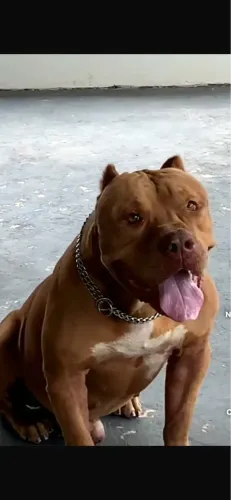 Filhote Pitt monster 