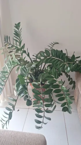  Zamioculca grande