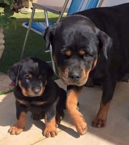 Rottweiler O pet perfeito para trazer mais alegria ao seu dia