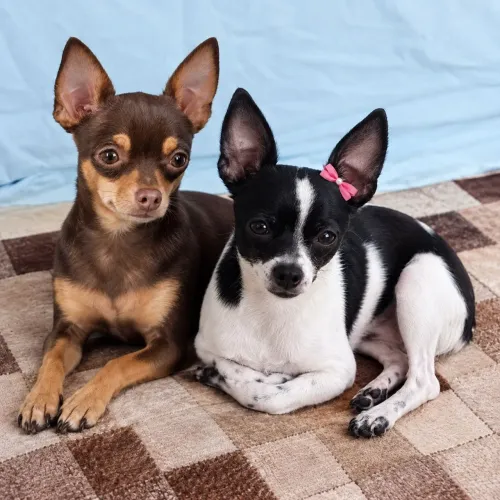 Casalzinho de pinscher a venda.