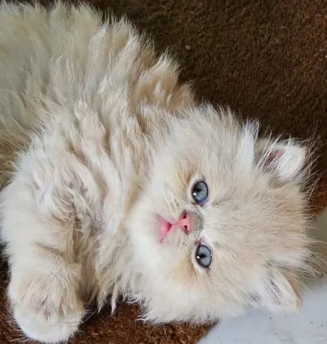 Gata persa fêmea Cream 