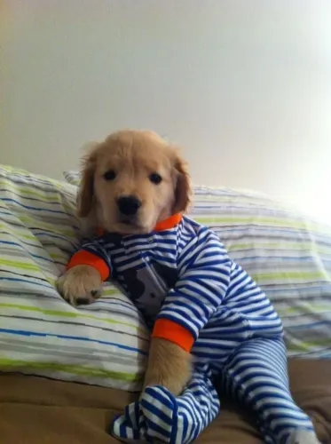 Golden Retriever Uma carinha que já diz muita coisa