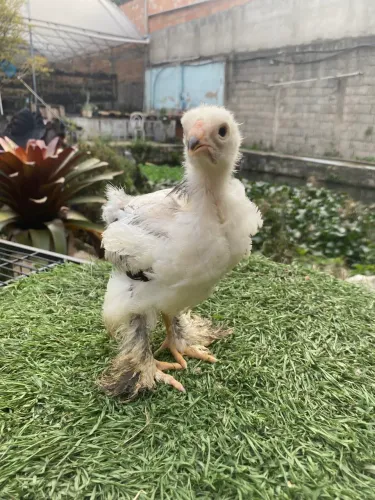 Pintinhos de galinha Brahma - 50 dias - Vacinados