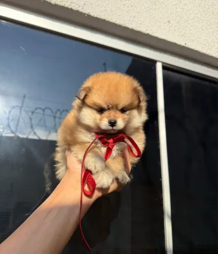 Fêmea de Lulu da pomerania