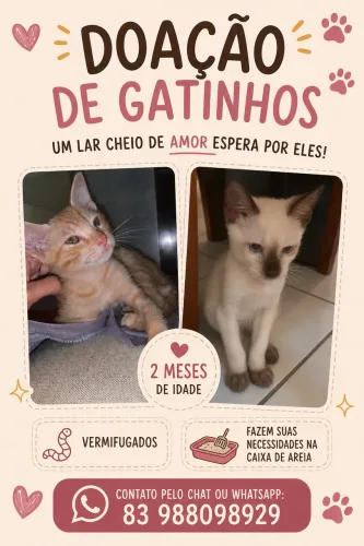 Doação de gatos