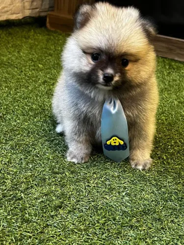 Spitz Alemão lindo demais