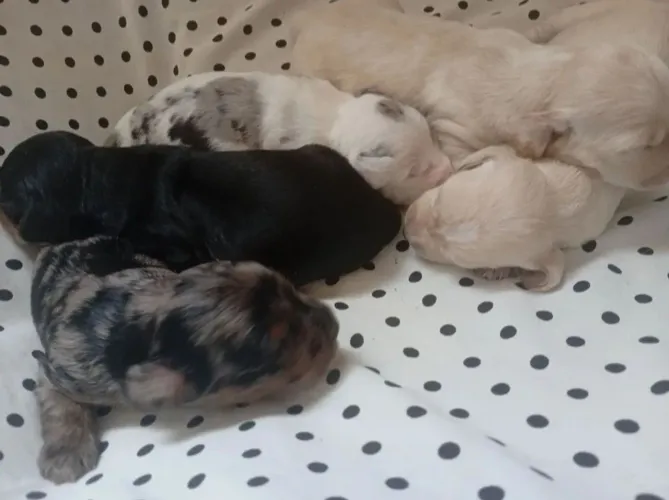 Filhotes de basset pelo longo machos