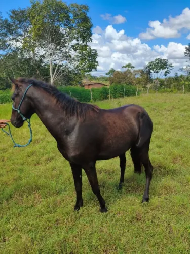 Potro 2,5 anos 
