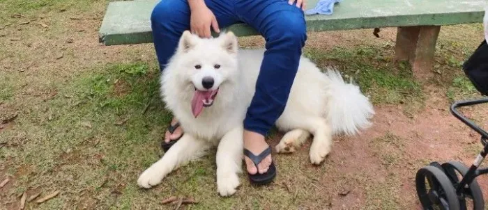 Cachorro
