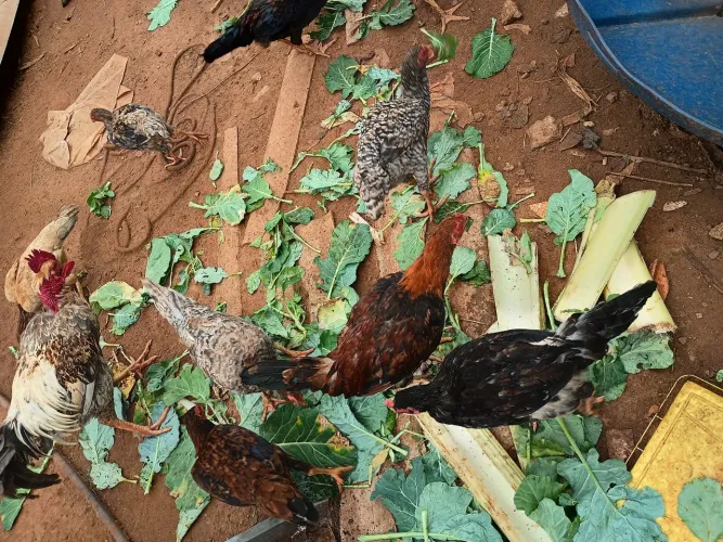 Frango e franguinha caipira