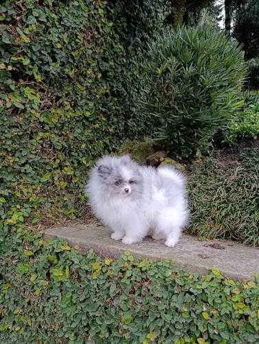 Machinho BLUE merle olhos azuis