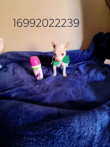 Pinscher Machinhos