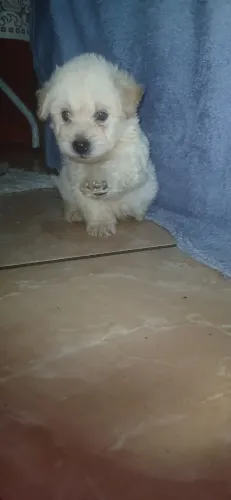 Poodle Fêmea 
