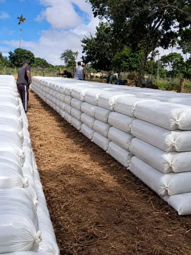 SACOS DE SILO A VENDA DE BRS CAPIAÇU 